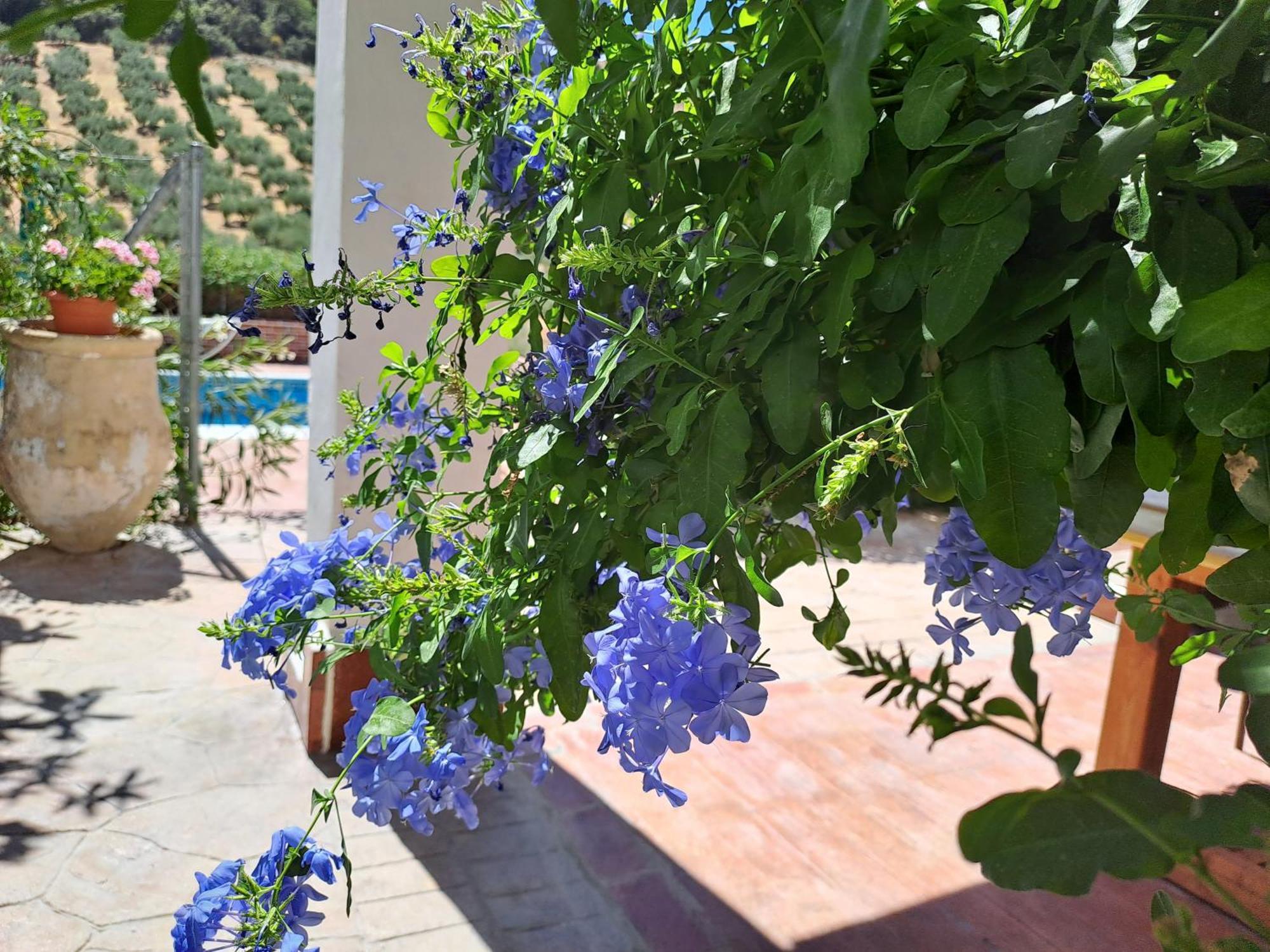 Cortijo Berruguilla Βίλα Lojilla Εξωτερικό φωτογραφία